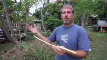 The Moringa Tree of Life by Jeff Waddell