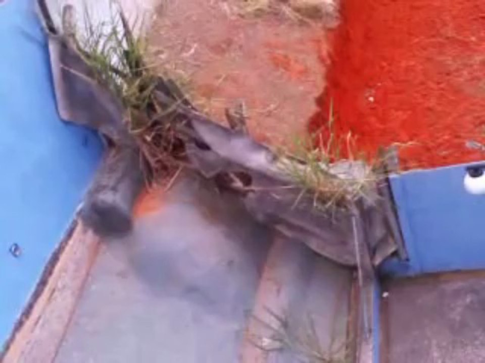 Oiee