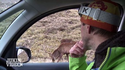 Deer Head-Butts Photographer and Breaks Camera