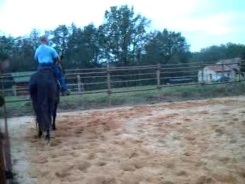 cheval trotteur français