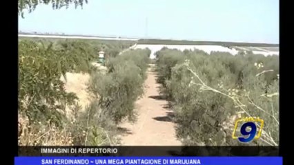 San Ferdinando | Una mega piantagione di Marijuana