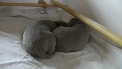 09072013 Daydory's Edemund bébés poils courts Jour 13