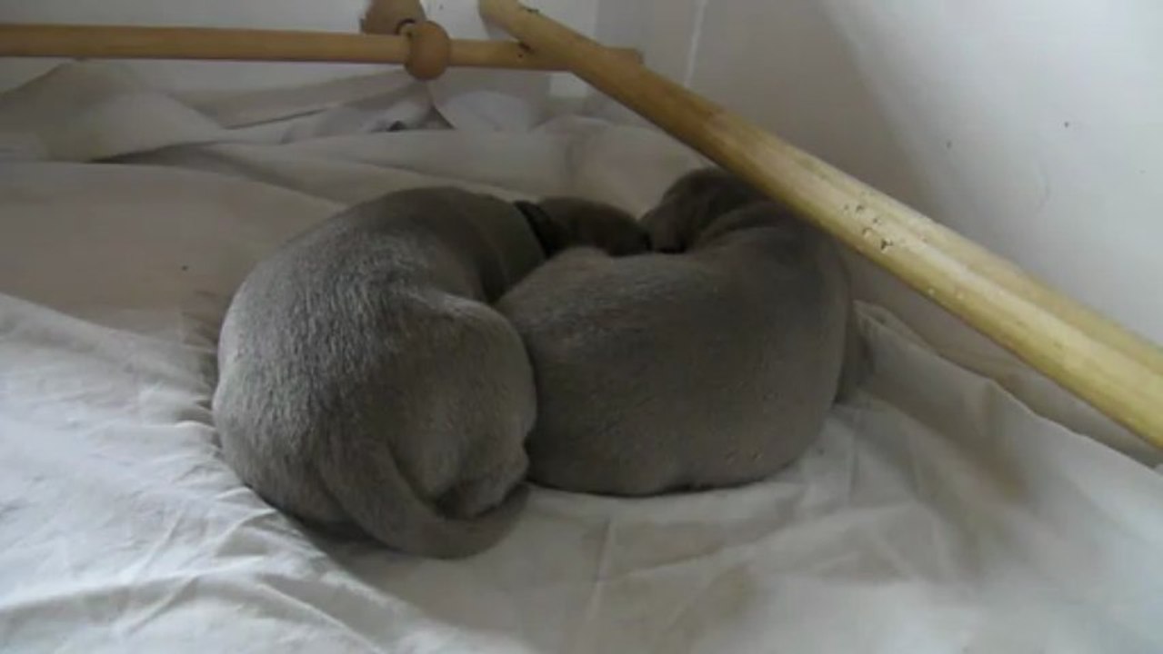 09072013 Daydory's Edemund bébés poils courts Jour 13