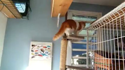 Holy, Zoé, Jules et Chuck font bon ménage