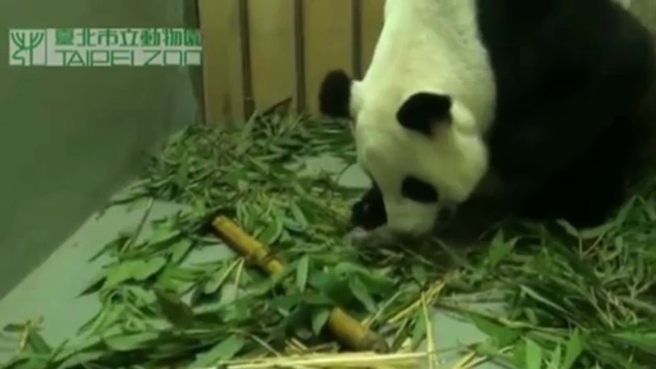 Nace panda en Taiwán