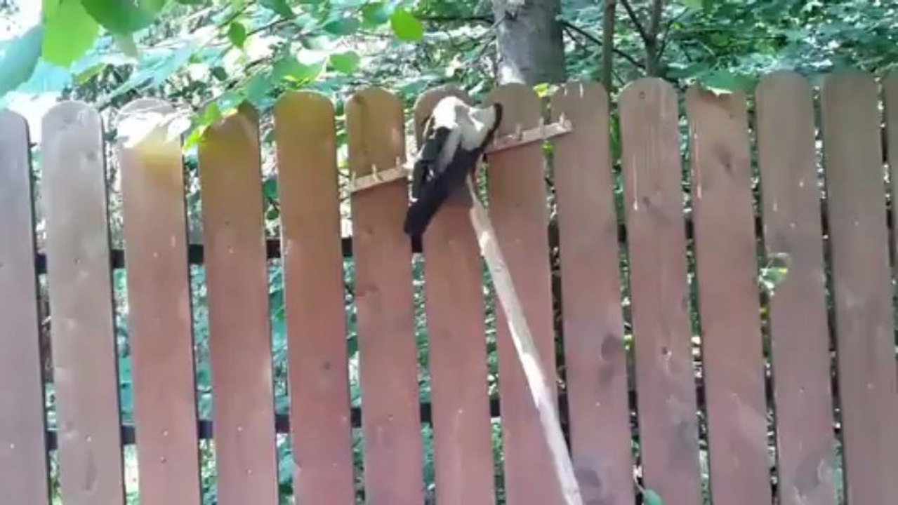 Oiseau coincé - Un oiseau coincé dans une palissade