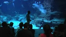 Mare Nostrum : 150 nouveaux pensionnaires à l'aquarium, dont une raie léopard destinée