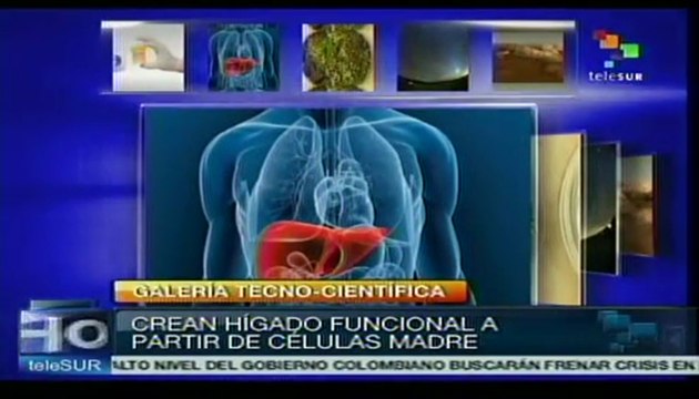 Científicos japoneses crean hígado con células madre