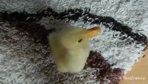Le bébé canard le plus mignon du monde!