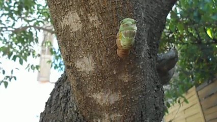 Naissance d'une cigale dans le jardin du Mini-club de La Valette du Var