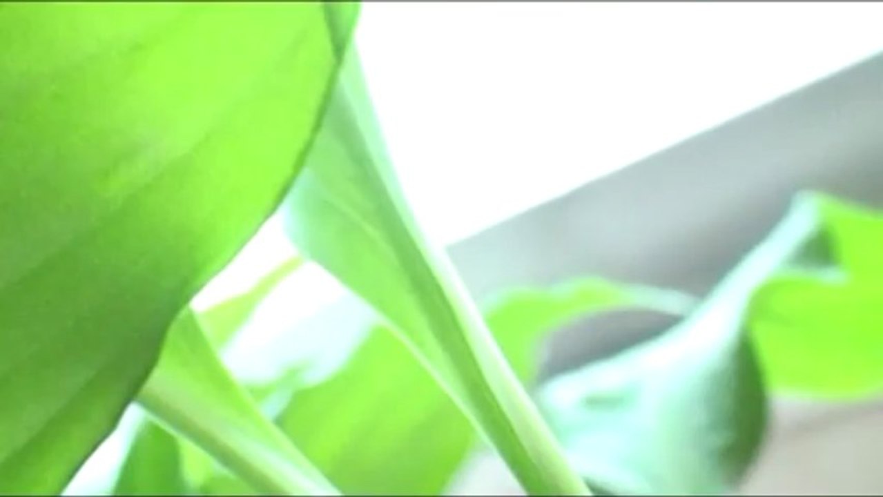 greenholic