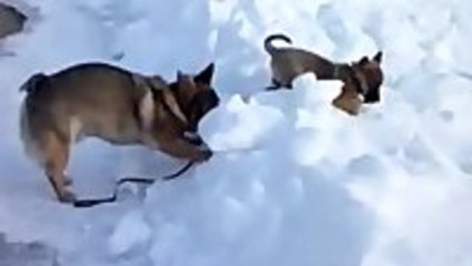 Responsible Dog Takes Puppy For Walk