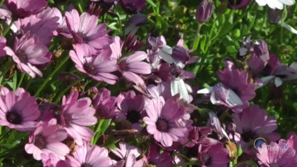 Cargese Summer School : Passive Imaging & Monitoring... Isterre-2013