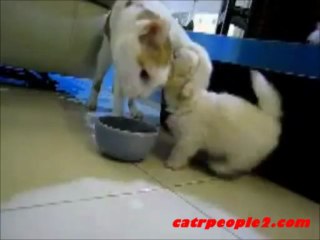 dog wants cats attraction