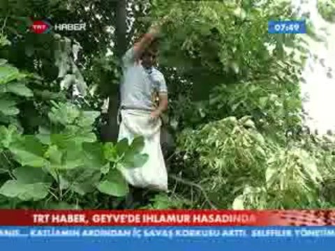 Geyve Akıncı Köyü Ihlamur Hasadı