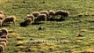 Sheep grazing on a green carpet: Dayara Gidara Bugyal of meadow