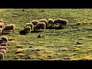 Sheep grazing on a green carpet: Dayara Gidara Bugyal of meadow