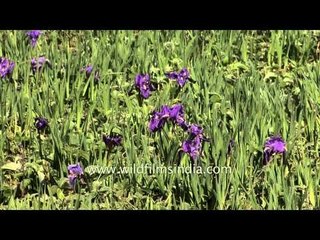 Camping amidst fields of Irises: Garhwal