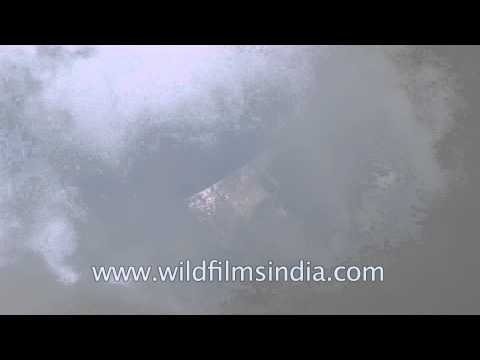 Peek through the clouds and view the peaks: Gidara, Uttarakhand