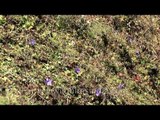 High peaks and coloured dots: Gidara meadow