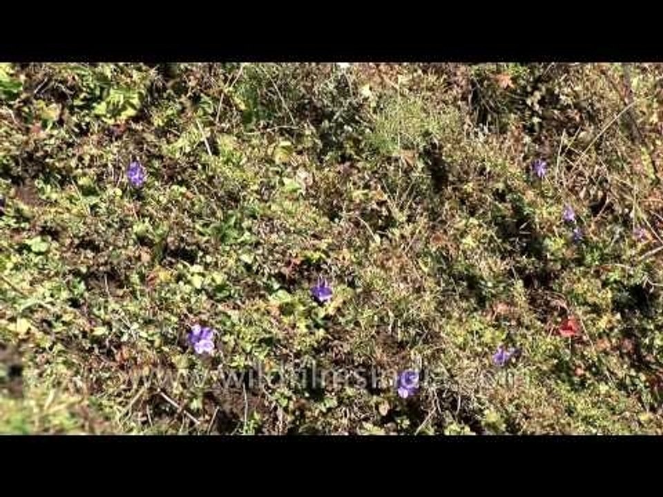 High peaks and coloured dots: Gidara meadow