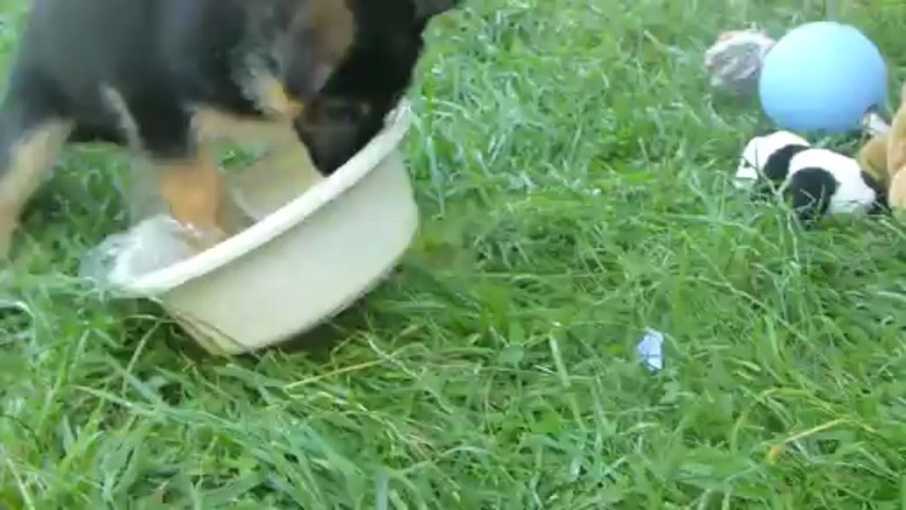 Lo... D'Araval  7 semaines