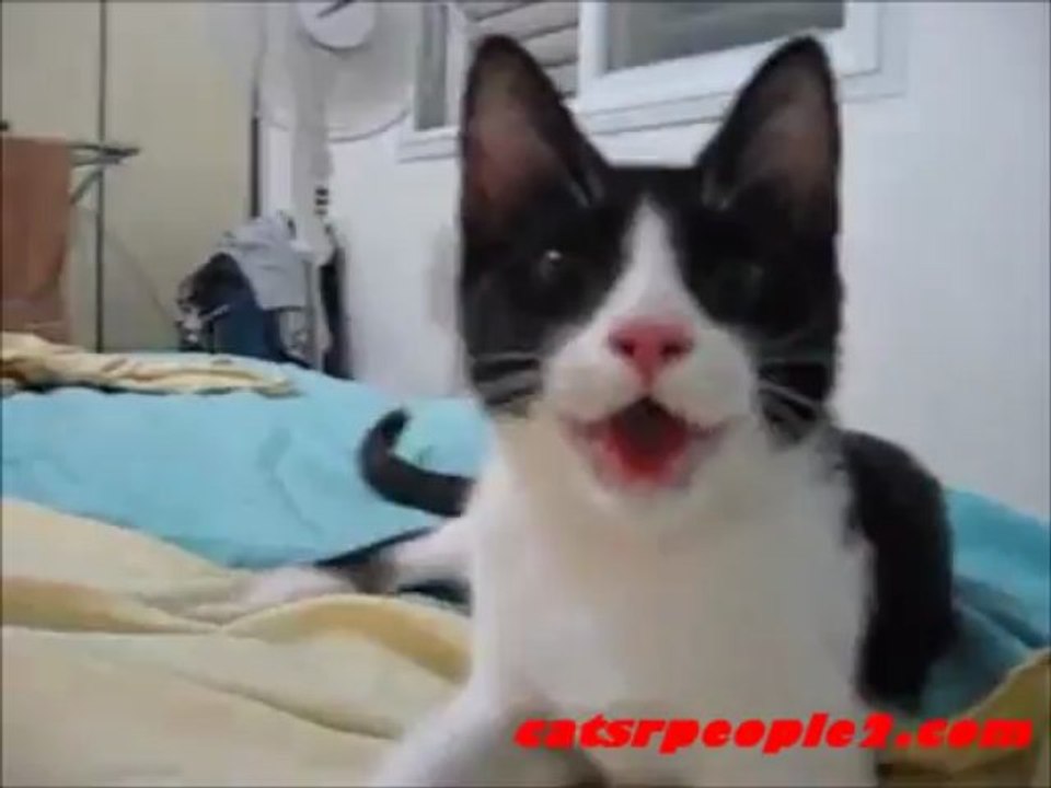 Cat doesnt know its a cat, thinks like a dog