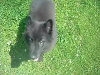 10 juillet 2013 : mâle rose, 11 semaines