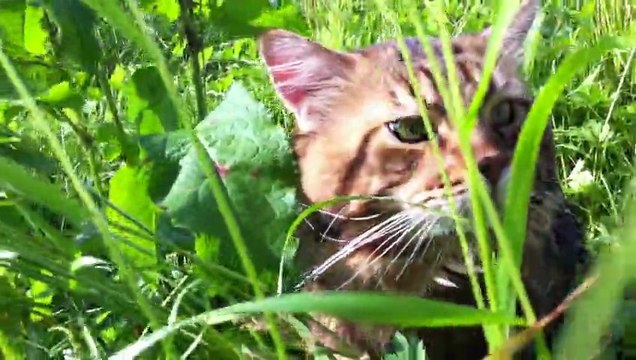 Running Water auf seinem Spaziergang im Grünen. Er geniesst die Natur. Selbstverständlich ist er an die Leine gewöhnt. Trotzdem bin ich immer mit gutem Schuhwerk unterwegs, da Runny mit Vorliebe querfeldein unterwegs ist.