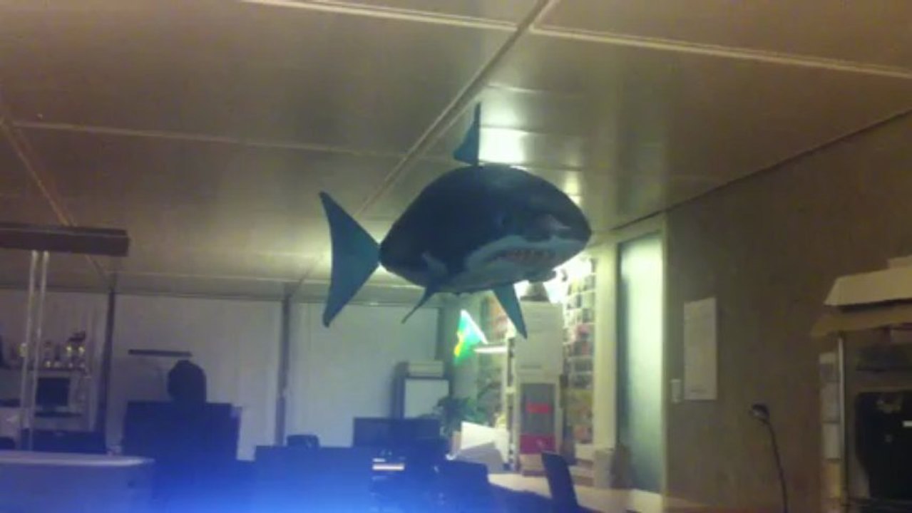 Un requin volant à l'agence