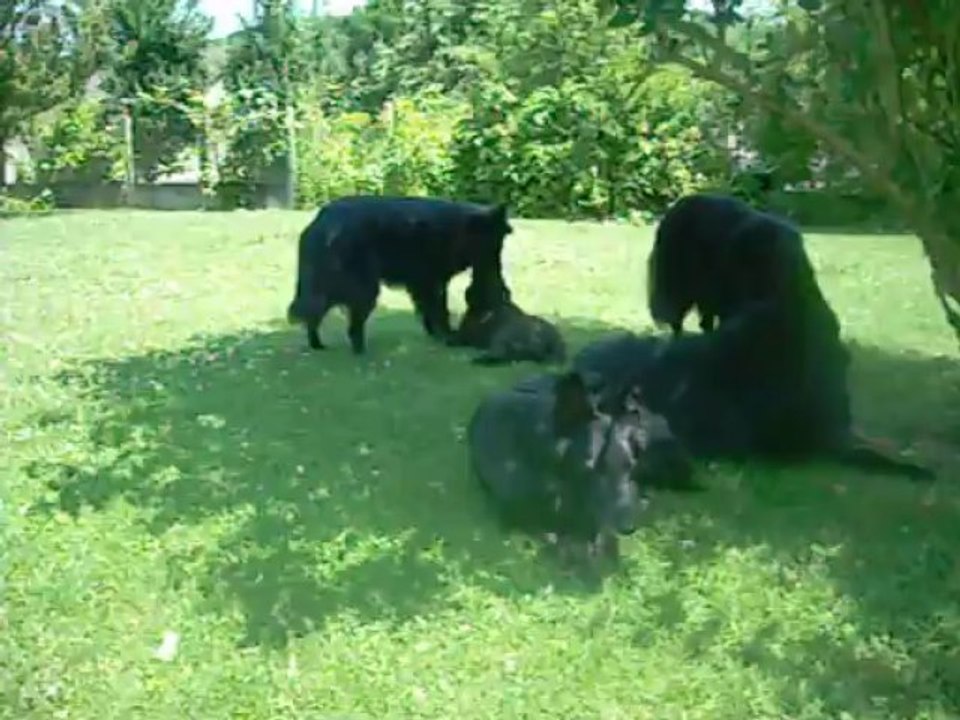 10 juillet 2013 : mâle rose, 11 semaines, et Hermine (1 an)