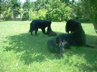 10 juillet 2013 : mâle rose, 11 semaines, et Hermine (1 an)