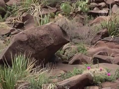 8 тысяч рисунков на камнях нашли в Мексике