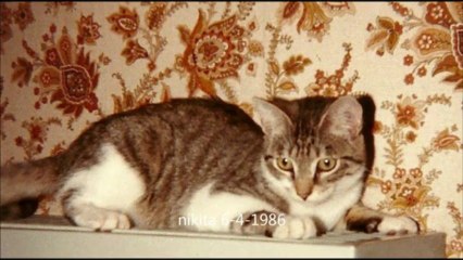 L'appel des chats harets...(the call of feral cats)