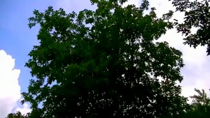How each of the 4 temperaments deals with stress (Full HD)