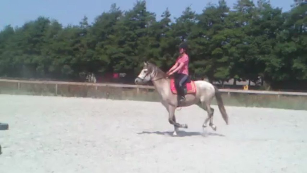 Ceniza saut