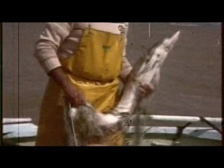 "De l'esturgeon au caviar : histoire et techniques" - Extrait 3 du film "Grains de folie"