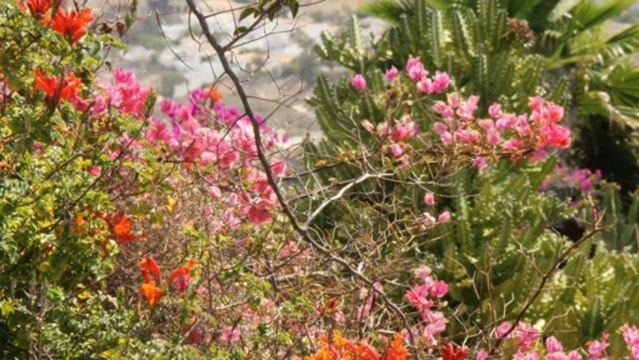 Fuerteventura, la force tranquille des îles Canaries