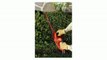 Black & Decker NHT518/NHT518L 18-Volt Cordless Electric Hedge Trimmer Review
