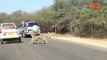 Une antilope saute dans une voiture pour échapper aux guépards
