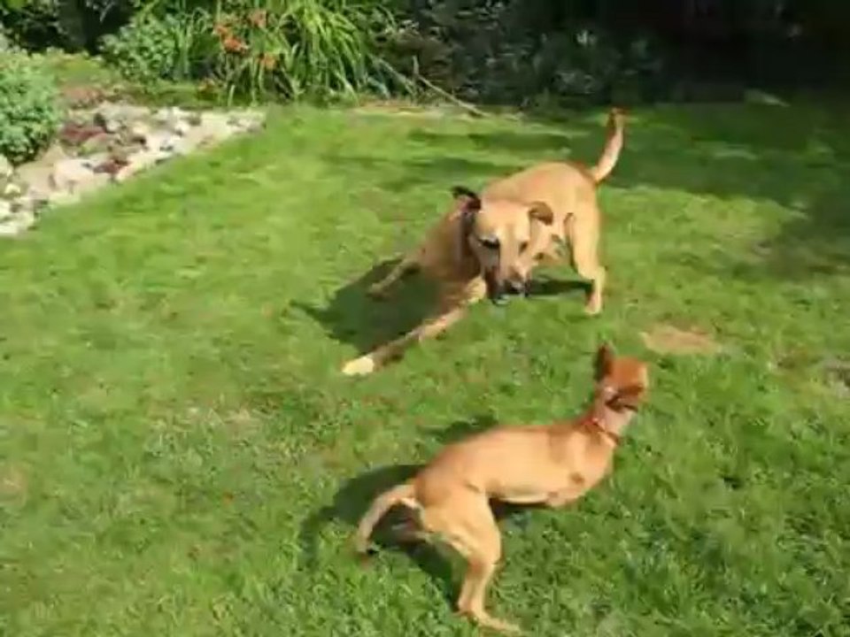 gabin et doggy