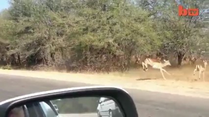Cheetah Chases Impala Antelope Into Tourists on Safari