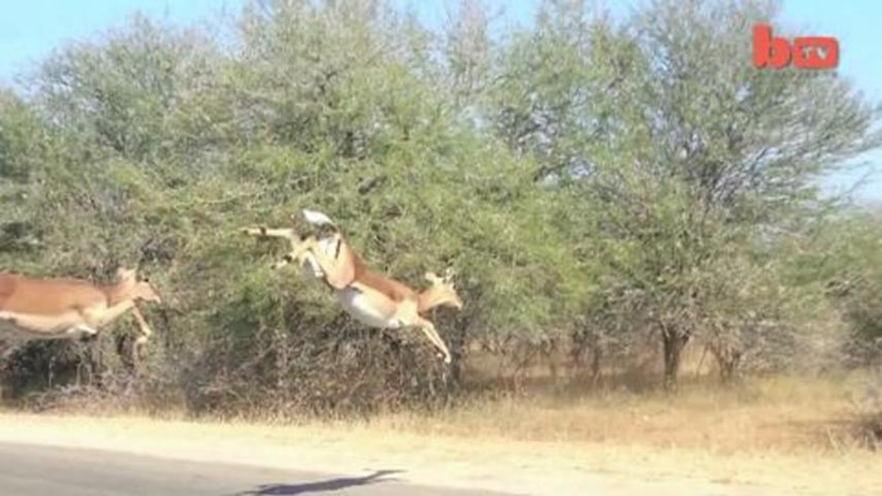 Un guépard chasse des antilopes au milieu de touristes