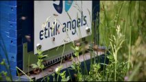 Visite de la ruche parrainée par Ethik Angels