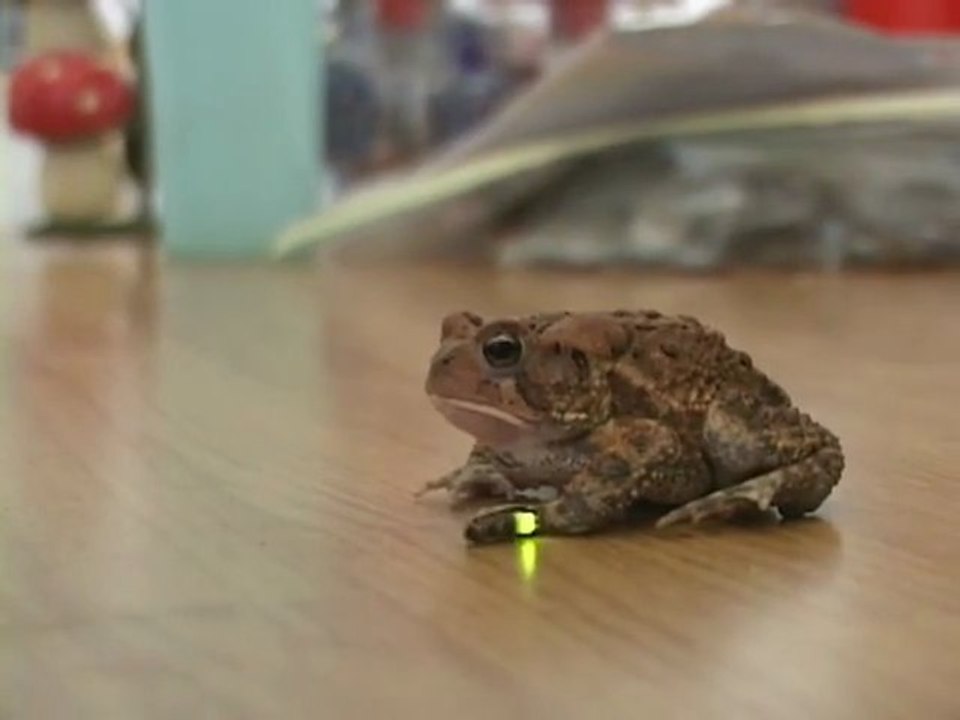 Un crapaud mange des lucioles lumineuses