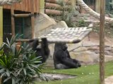 gorilles du zoo de St Martin La Plaine