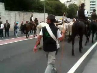 Transhumance du 09 juin 2013 à Marseille