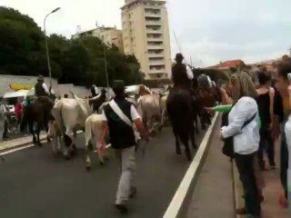 Transhumance du 09 juin 2013 à Marseille