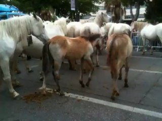 Transhumance du 09 juin 2013 à Marseille