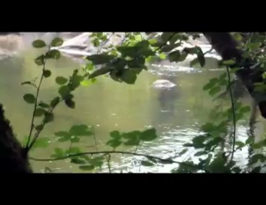 Quand les éphémères dansent sur l'eau